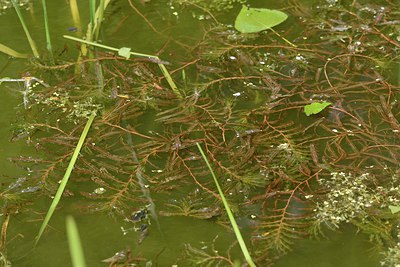 BUITEN BEELD Foto: 238157