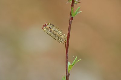 BUITEN BEELD Foto: 238187