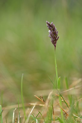 BUITEN BEELD Foto: 238198