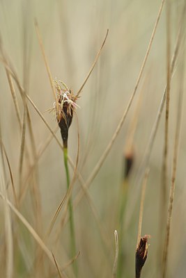 BUITEN BEELD Foto: 238213