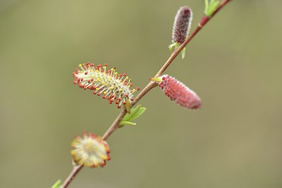 BUITEN BEELD Foto: 238220