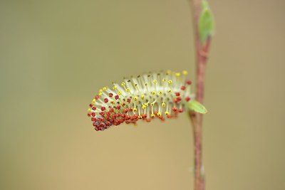BUITEN BEELD Foto: 238221