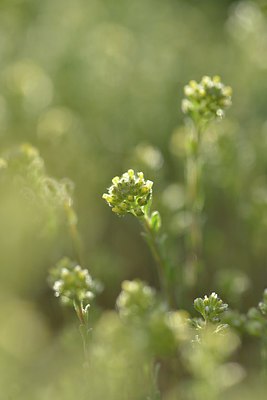 BUITEN BEELD Foto: 238292