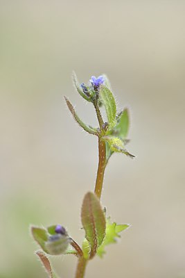 BUITEN BEELD Foto: 238340