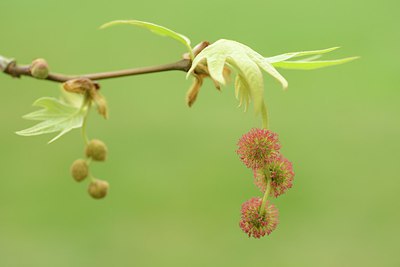 BUITEN BEELD Foto: 238441