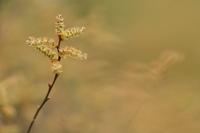 BUITEN BEELD Foto: 238465