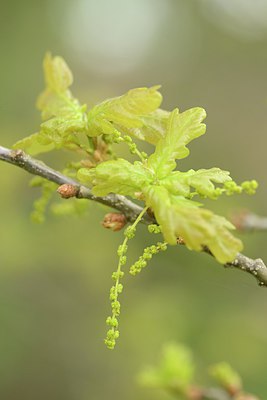 BUITEN BEELD Foto: 238479