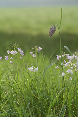 BUITEN BEELD Foto: 238483