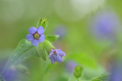 BUITEN BEELD Foto: 238520