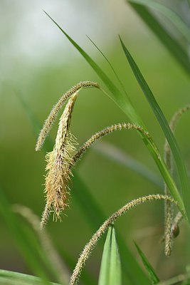 BUITEN BEELD Foto: 238524