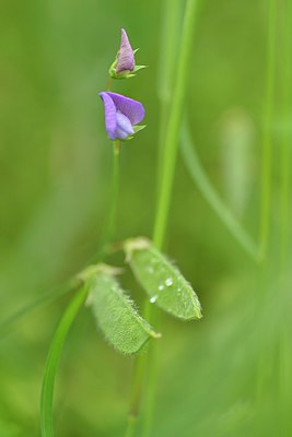 BUITEN BEELD Foto: 238570