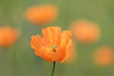 BUITEN BEELD Foto: 238642
