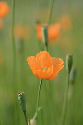 BUITEN BEELD Foto: 238643