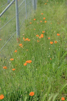 BUITEN BEELD Foto: 238645