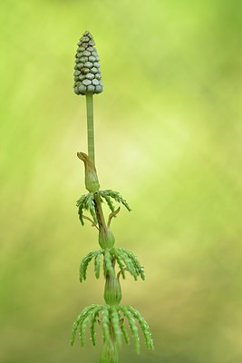 BUITEN BEELD Foto: 238660