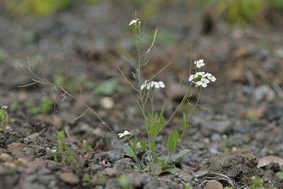 BUITEN BEELD Foto: 238691