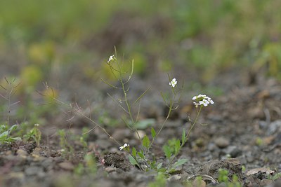 BUITEN BEELD Foto: 238692