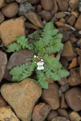 BUITEN BEELD Foto: 238695