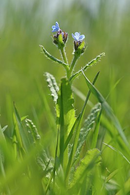BUITEN BEELD Foto: 238717