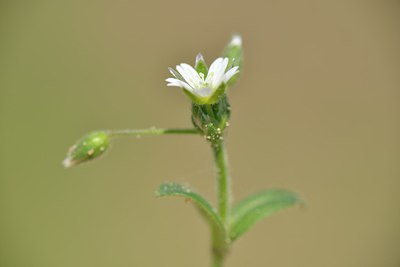 BUITEN BEELD Foto: 238722