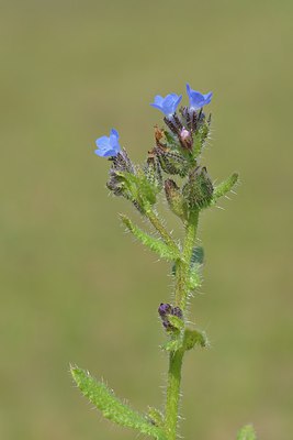 BUITEN BEELD Foto: 238725