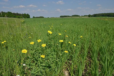 BUITEN BEELD Foto: 238732