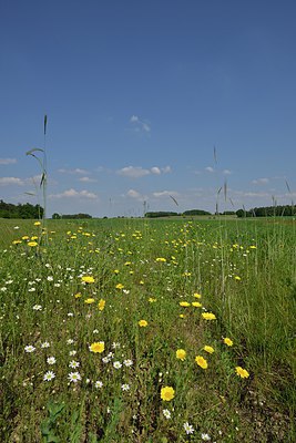 BUITEN BEELD Foto: 238734