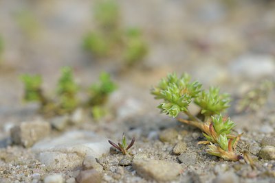 BUITEN BEELD Foto: 238737