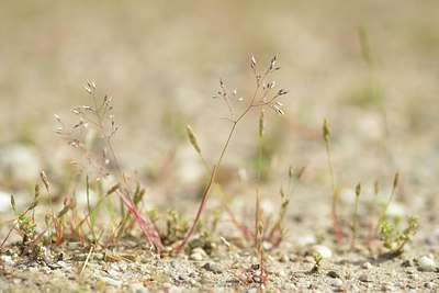 BUITEN BEELD Foto: 238748