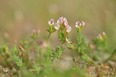 BUITEN BEELD Foto: 238752