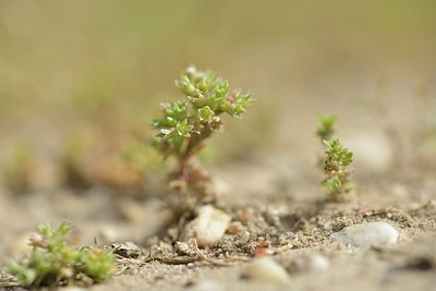 BUITEN BEELD Foto: 238753