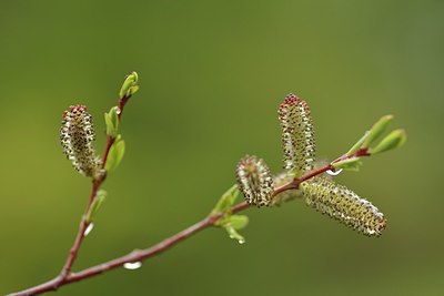 BUITEN BEELD Foto: 238784