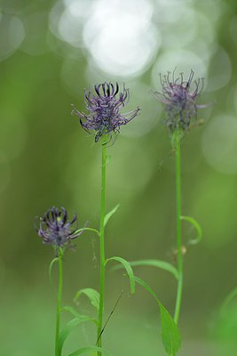 BUITEN BEELD Foto: 238800