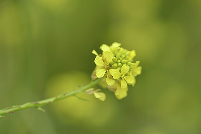 BUITEN BEELD Foto: 238851