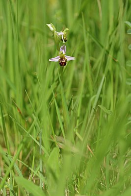 BUITEN BEELD Foto: 238864