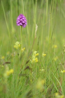 BUITEN BEELD Foto: 238871