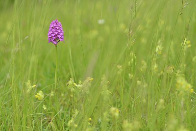 BUITEN BEELD Foto: 238877