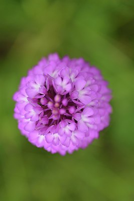 BUITEN BEELD Foto: 238878