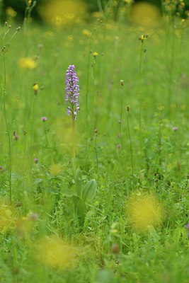 BUITEN BEELD Foto: 238909