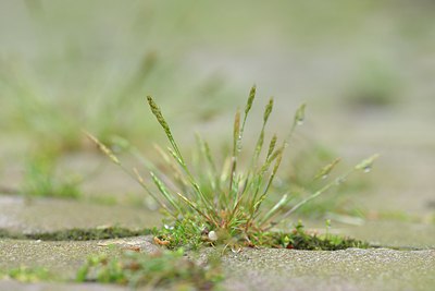BUITEN BEELD Foto: 238967