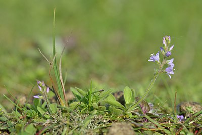 BUITEN BEELD Foto: 238994