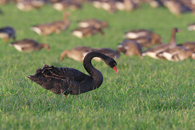 BUITEN BEELD Foto: 23005