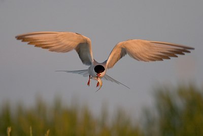 BUITEN BEELD Foto: 23011