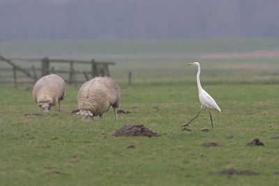 BUITEN BEELD Foto: 23059