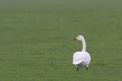 BUITEN BEELD Foto: 23070