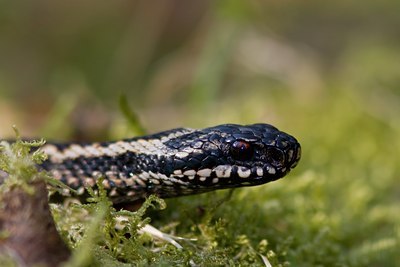BUITEN BEELD Foto: 23077