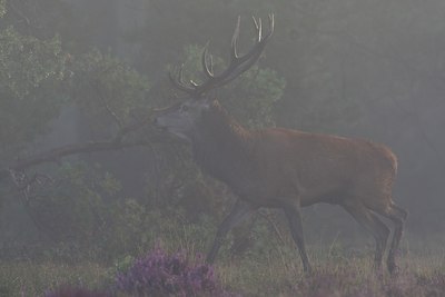 BUITEN BEELD Foto: 23100