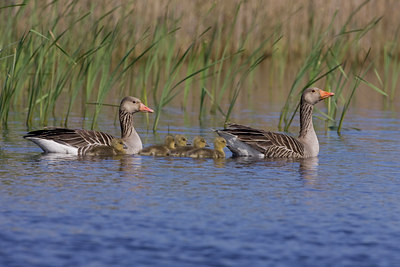 BUITEN BEELD Foto: 23124