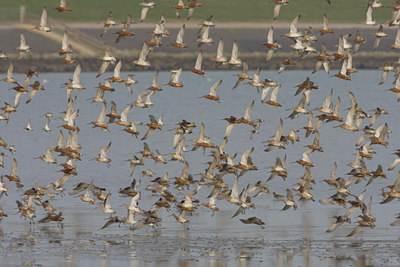 BUITEN BEELD Foto: 23148