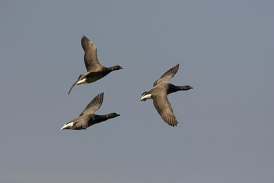 BUITEN BEELD Foto: 23151